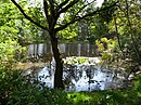 Water lilies in the Pottaschen pond