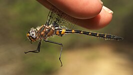 Helocordulia selysii