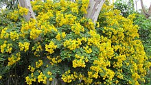 Senna pendula Senna pendula6.jpg