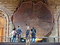 Giant Sequoia