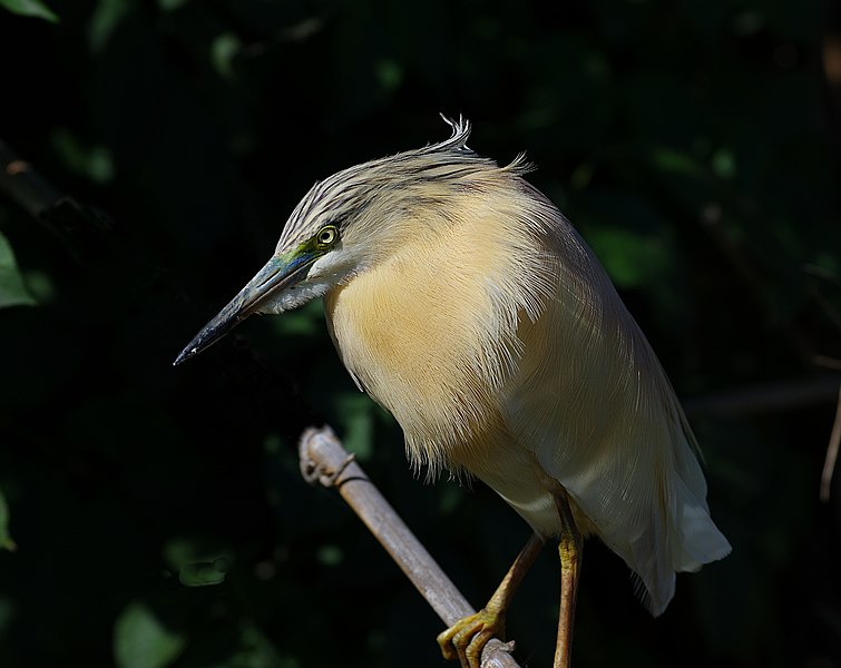 File:Sgarza ciuffetto (Ardeola ralloides).jpg