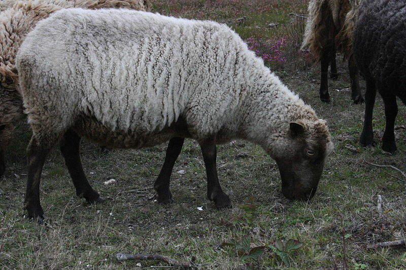 File:Shetland ewe.jpg