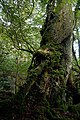 白谷雲水峡の森