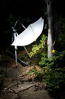 Hypericum calycinum lighting setup