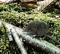 Thumbnail for North American least shrew