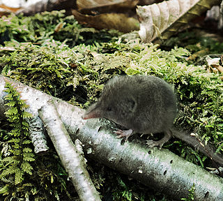 North American least shrew Species of mammal