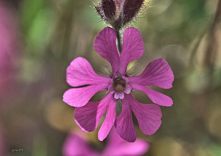 Silene palaestina.jpg