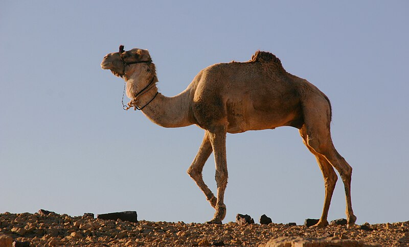 File:Sinai-Kameltour-2420-Adaan-im Profil-2009-gje.jpg