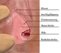 Skenes gland-svenska.jpg