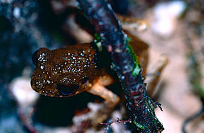 Slender Litter Frog (Leptolalax gracilis) (14681891794) .jpg görüntüsünün açıklaması.