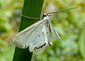 Small China-Mark Moth GT.jpg