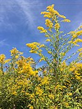 Thumbnail for Solidago altissima