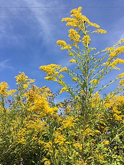 Solidago altissima 161401409.jpg