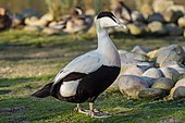 A living Somateria mollissima, or common eider Somateria mollissima (Common Eider) male, London Wetland Centre - Diliff.jpg