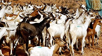 Somali goats in Ali Sabieh, Djibouti. Somgts2.jpg