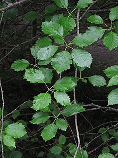 <i>Karpatiosorbus admonitor</i> Species of whitebeam found in Devon, known as the no-parking whitebeam