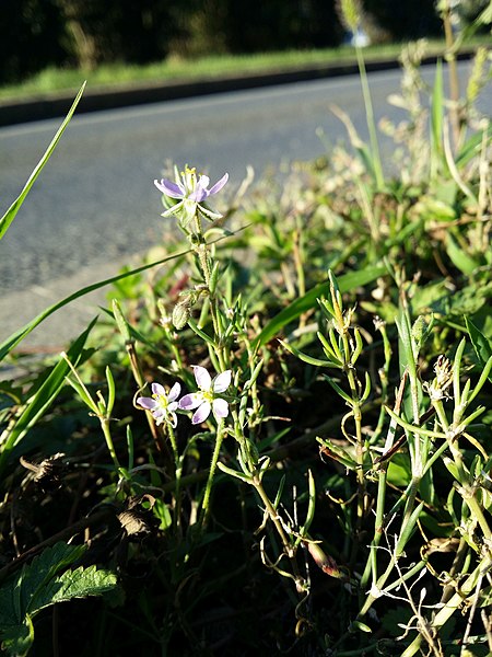 File:Spergularia maritima sl18.jpg