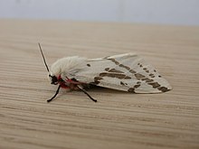 Spilosoma canescens.jpg