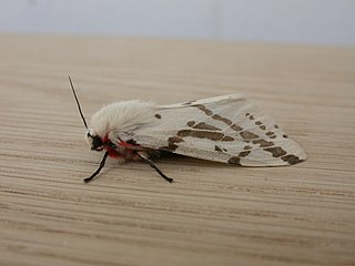 <i>Ardices canescens</i> Species of moth