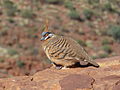 Spinifex Pigeon - Kings Canyon.jpg