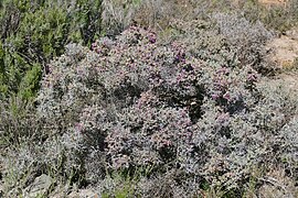 Ruschia spinosa