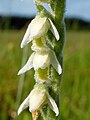 Spiranthes spiralis Germany - Biederbach