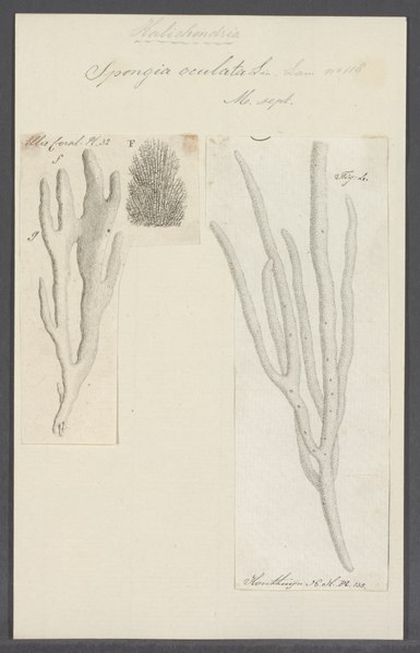 File:Spongia oculata - - Print - Iconographia Zoologica - Special Collections University of Amsterdam - UBAINV0274 112 05 0010.tif