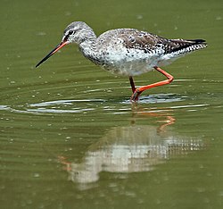 Tumšā tilbīte (Tringa erythropus)