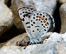 Musim semi Pegunungan biru gelap awal (Euphilotes ancilla purpura) (8045259696).jpg