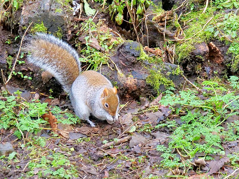 File:Squirrel Foraging at Bodelwyddan Park - geograph.org.uk - 6036918.jpg