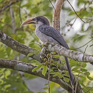 Sri Lanka grey hornbill Species of bird