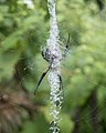 * Nomination Stabilimentum in the web of a garden spider (which is on the other side). --Rhododendrites 23:10, 3 November 2019 (UTC) * Promotion Good quality. -- Ikan Kekek 01:12, 4 November 2019 (UTC)