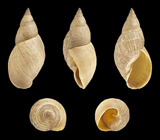 <i>Stagnicola corvus</i> Species of gastropod