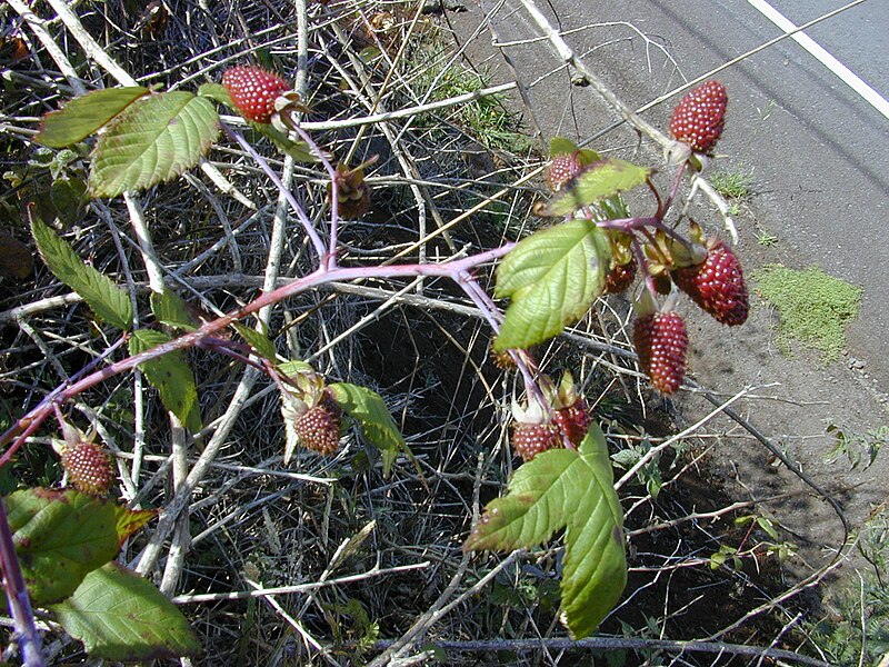 File:Starr 010423-0050 Rubus glaucus.jpg