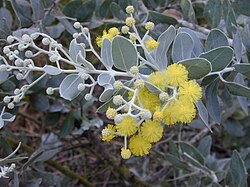 Starr 020911-0004 Acacia podalyriifolia.jpg