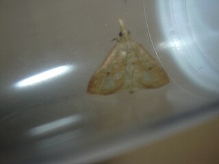 <i>Udea litorea</i> Species of moth