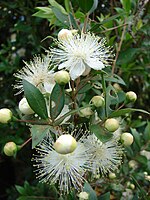 Starr 070621-7466 Myrtus communis.jpg