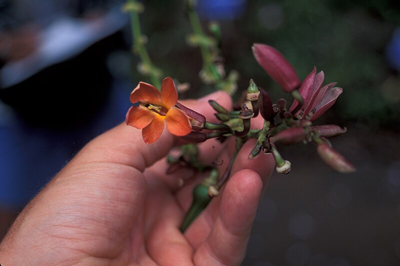 File:Starr 980529-4302 Thunbergia sp..jpg