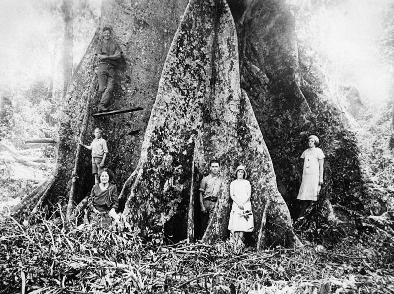 File:StateLibQld 1 107080 At the foot of a giant yellow carob bean tree, Mount Tamborine, Queensland, 1931.jpg