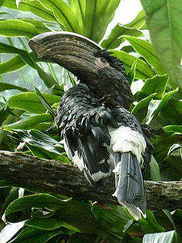 Trompetneushoornvogel
