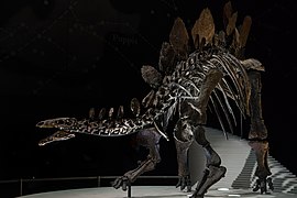Stegosaur Sophie, najpotpuniji fosil stegosaura, izložen od 2014.