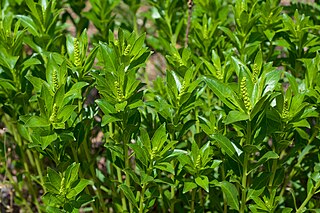 <i>Stillingia sylvatica</i> Species of flowering plant