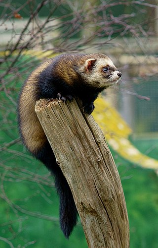 <span class="mw-page-title-main">European polecat</span> Species of mustelid native to Eurasia and north Morocco