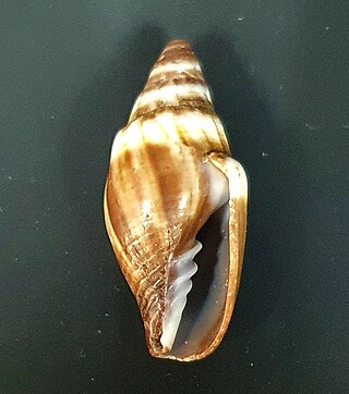 <i>Strigatella tristis</i> Species of gastropod