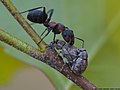 Strophosoma capitatum (De Geer, 1775)