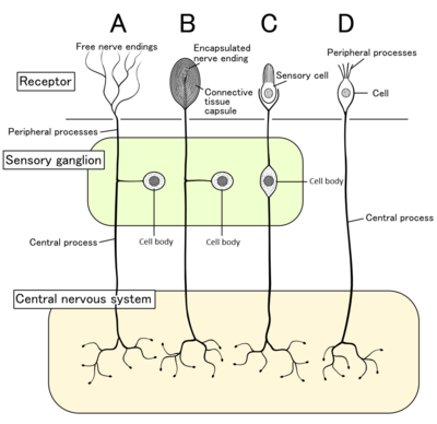 Nociceptor