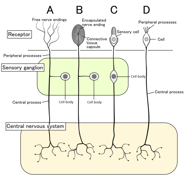 Vier typen sensorische zenuwcellen