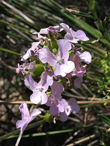 Stylidium affine flower1.jpg