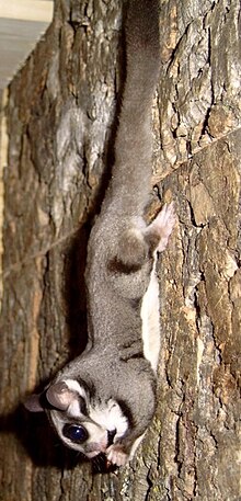 Krefft's glider Sugarglider hp.jpg