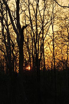 Sunset, Pench, Madhya Pradesh.jpg